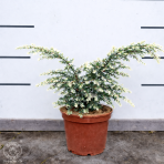 Jedľovec kanadský (Tsuga canadensis) ´GENTSCH WHITE´ - výška 20-30 cm, kont. C2L